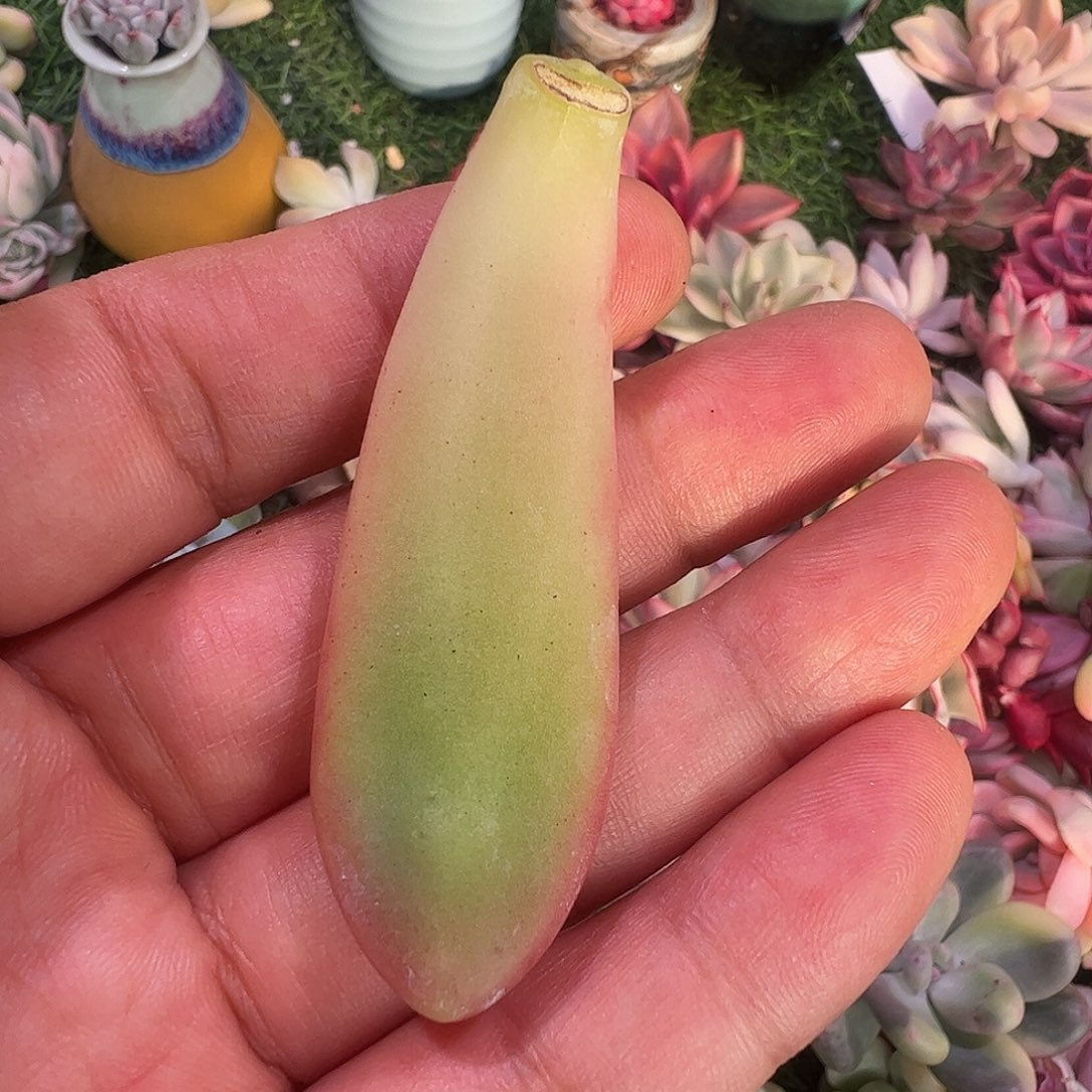 x***g多肉植物多肉植物