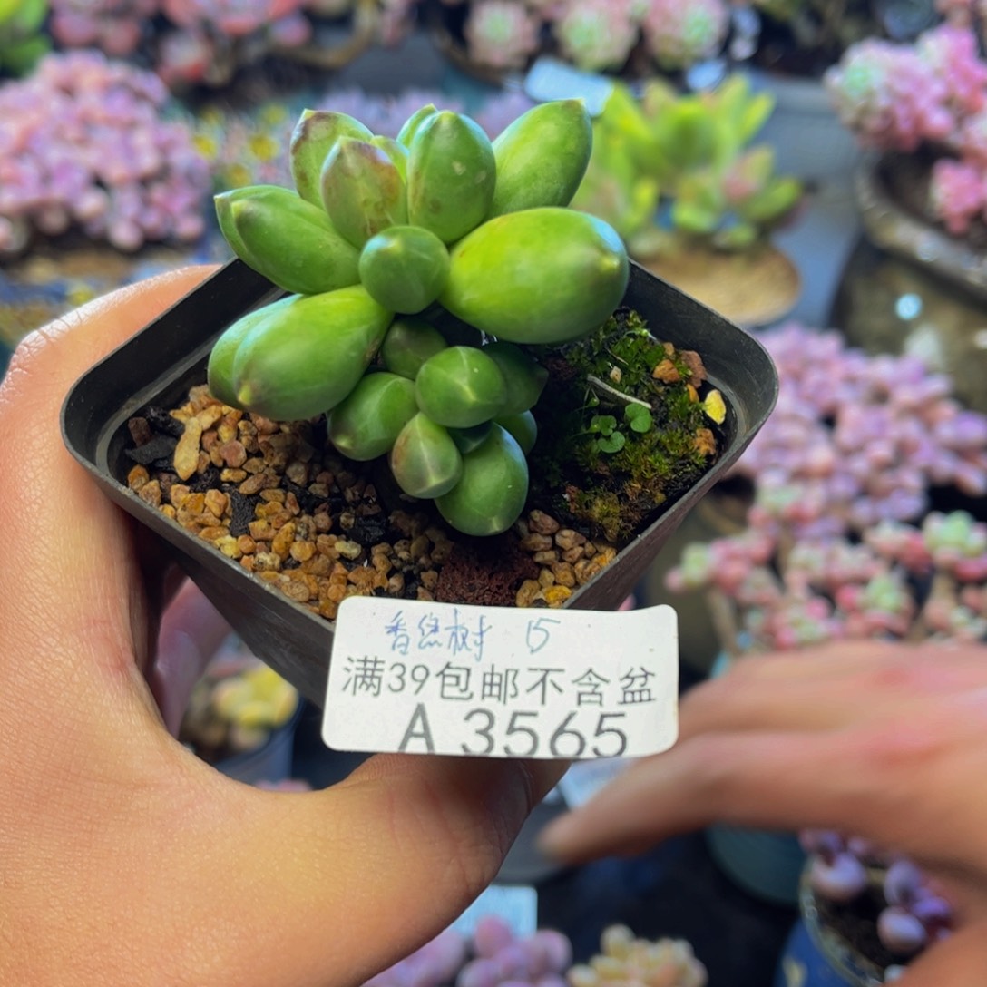565香蕉树5厘米多肉