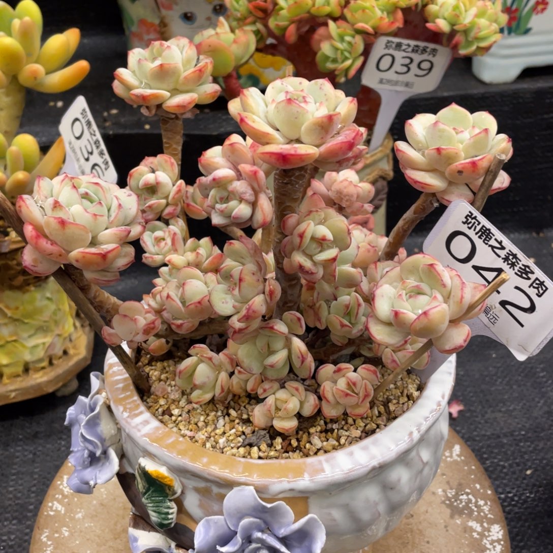 弥鹿之森一物一拍