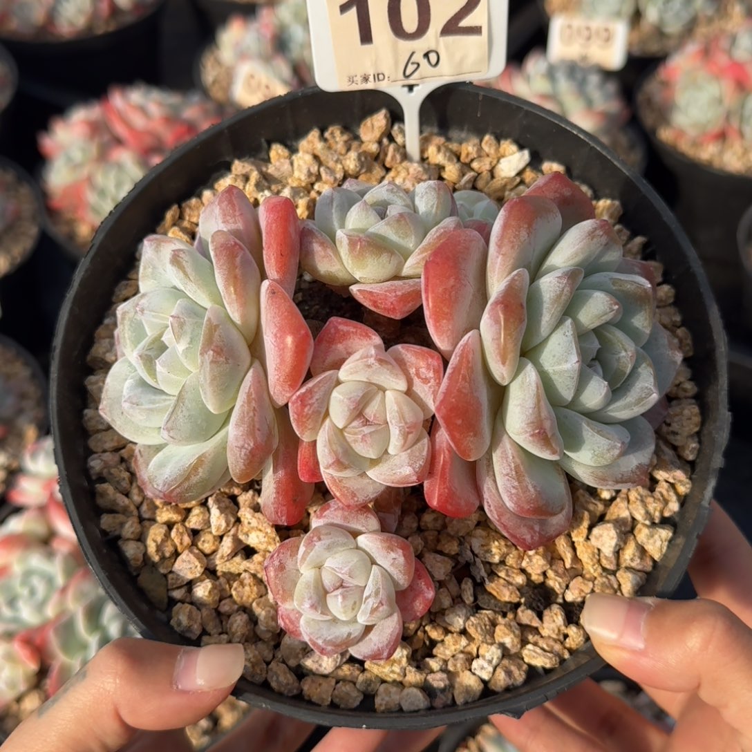 102号冰玉群生老桩6头