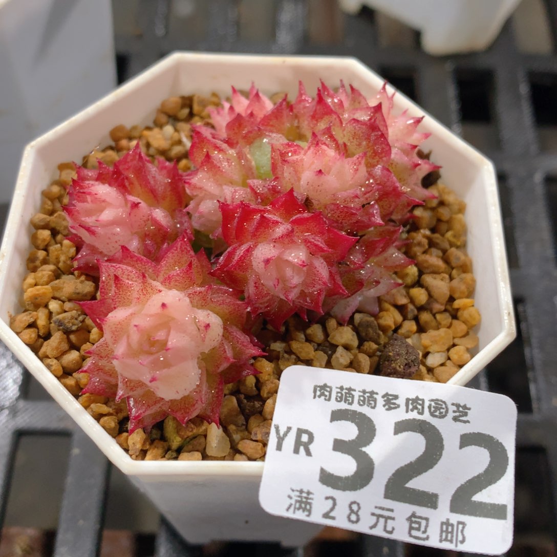 肉萌萌拇指盆精控多肉YR322