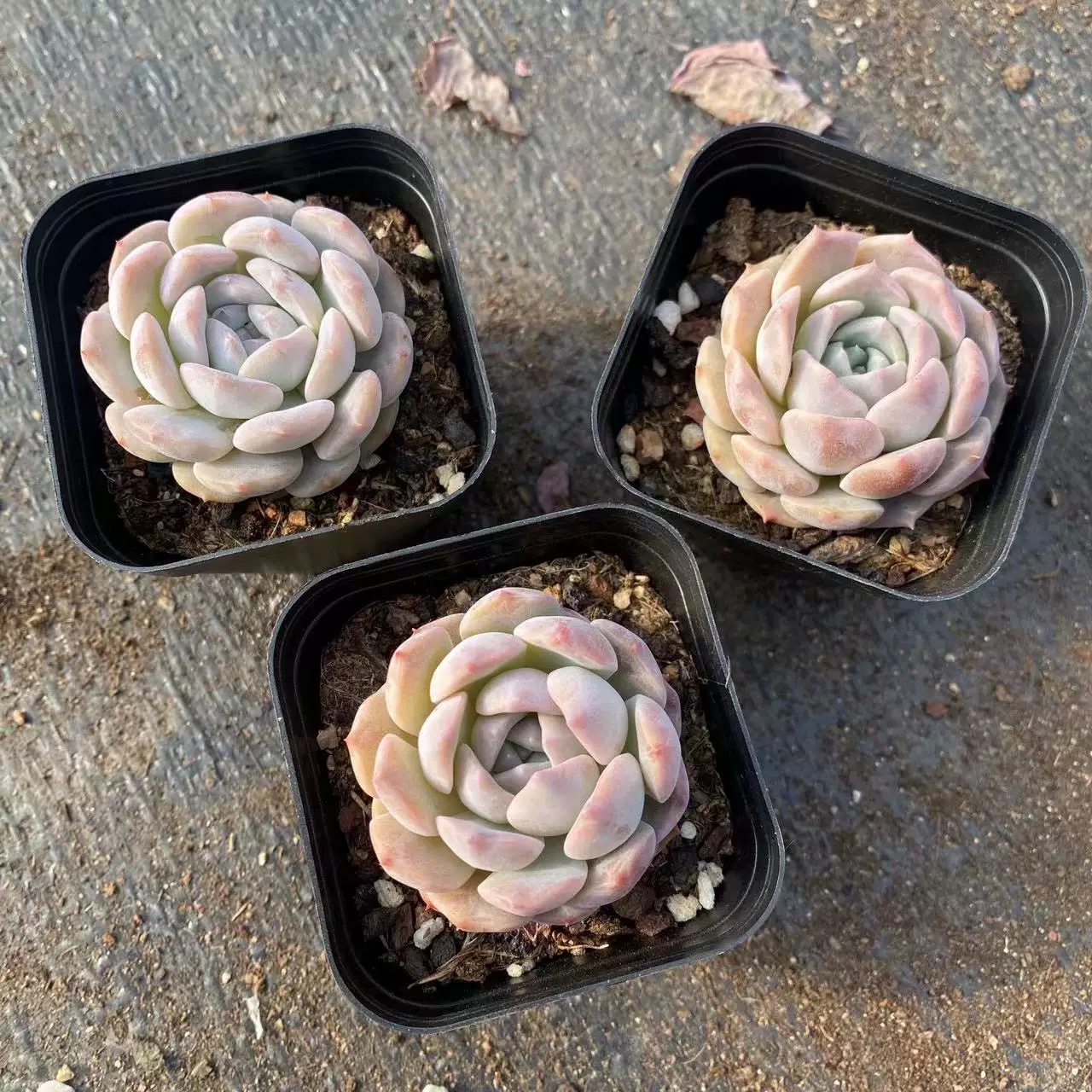 （凑满15包邮）冰糖多肉植物盆栽  6厘米培育盆带盆栽好