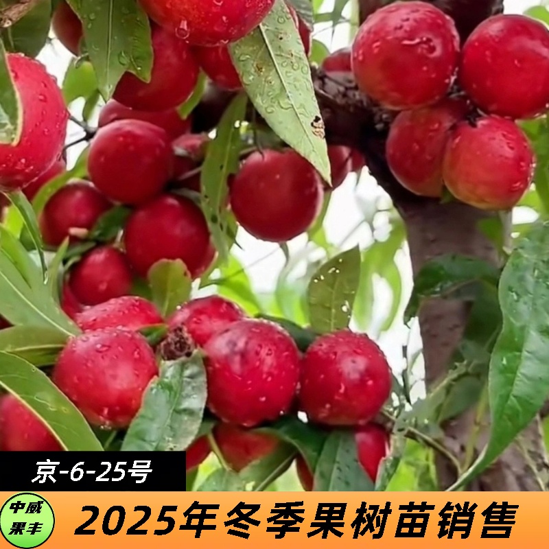 京一6一25号6月中下旬成熟小果型 抗蚜虫抗穿孔病口感脆甜浓香味