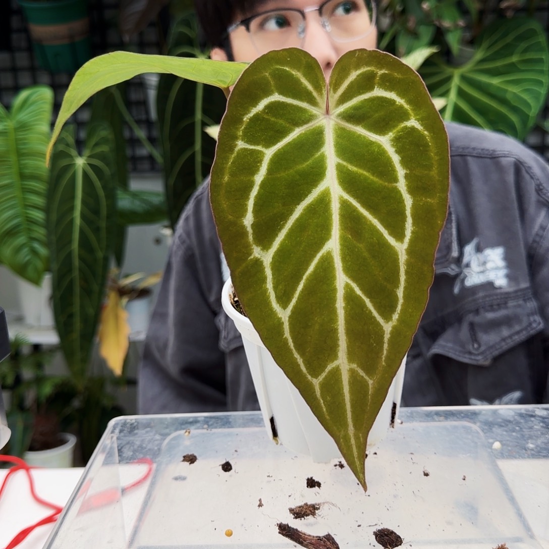 不开花植物T181粉脉水晶杂流星