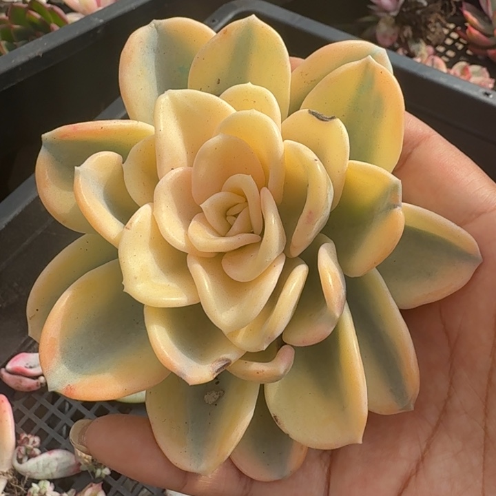 美尻锦腹轮锦主头