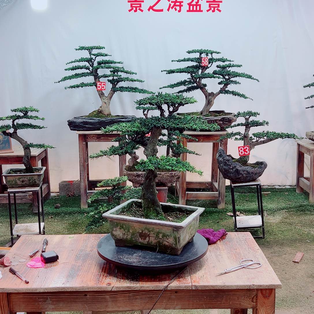 无花朵米叶罗汉松（一景一拍）