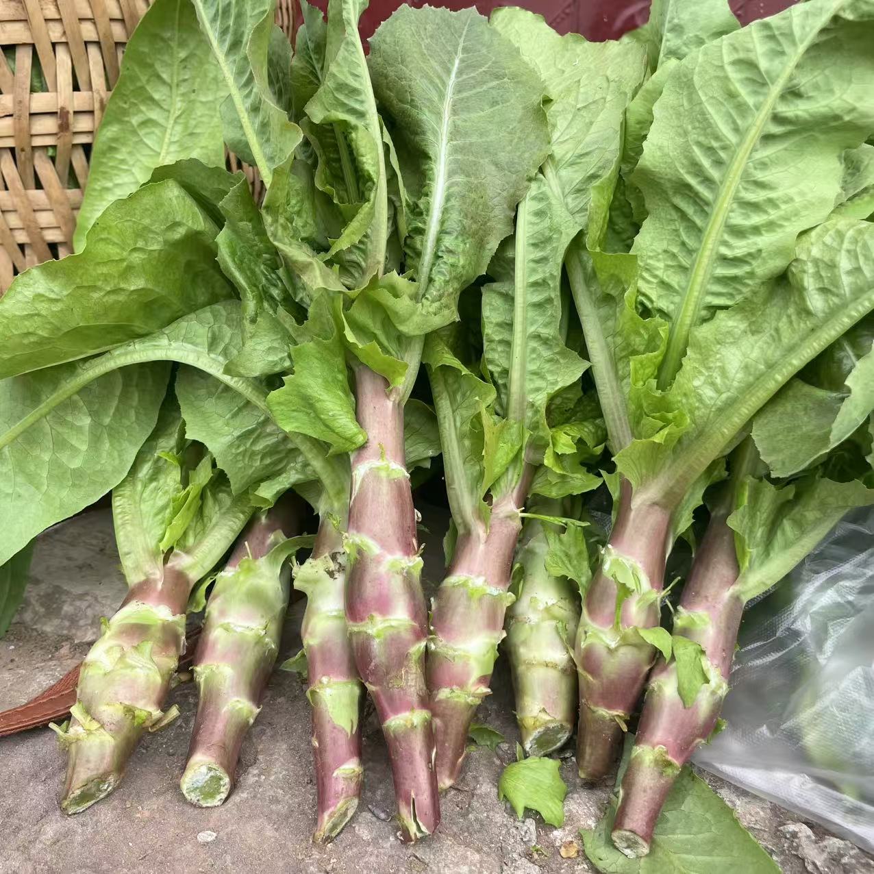 农家露天红皮莴笋莴苣土莴笋莴苣绿肉莴笋莴苣鲜嫩脆甜莴笋莴苣