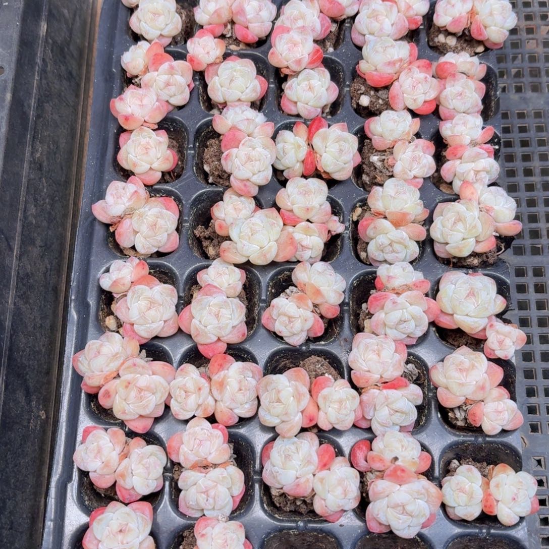 双头樱花粉冰玉一颗脱土发货