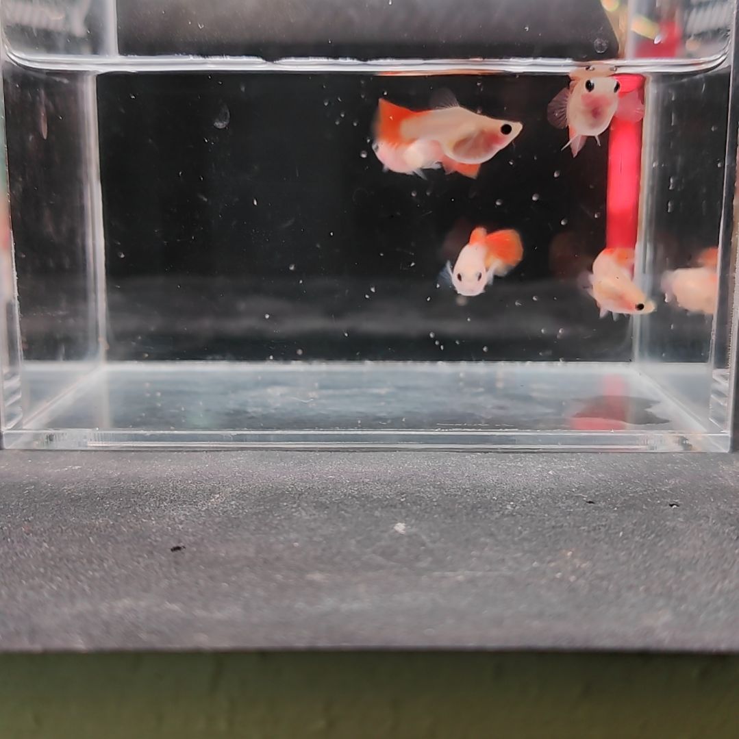 孔雀鱼编号23琉璃玻璃猫