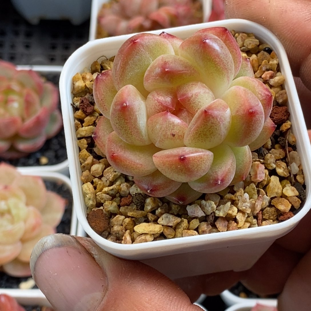 天官赐福百无禁忌