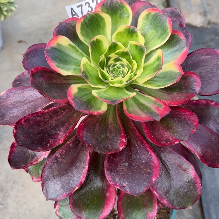 732红魔女25厘米左右