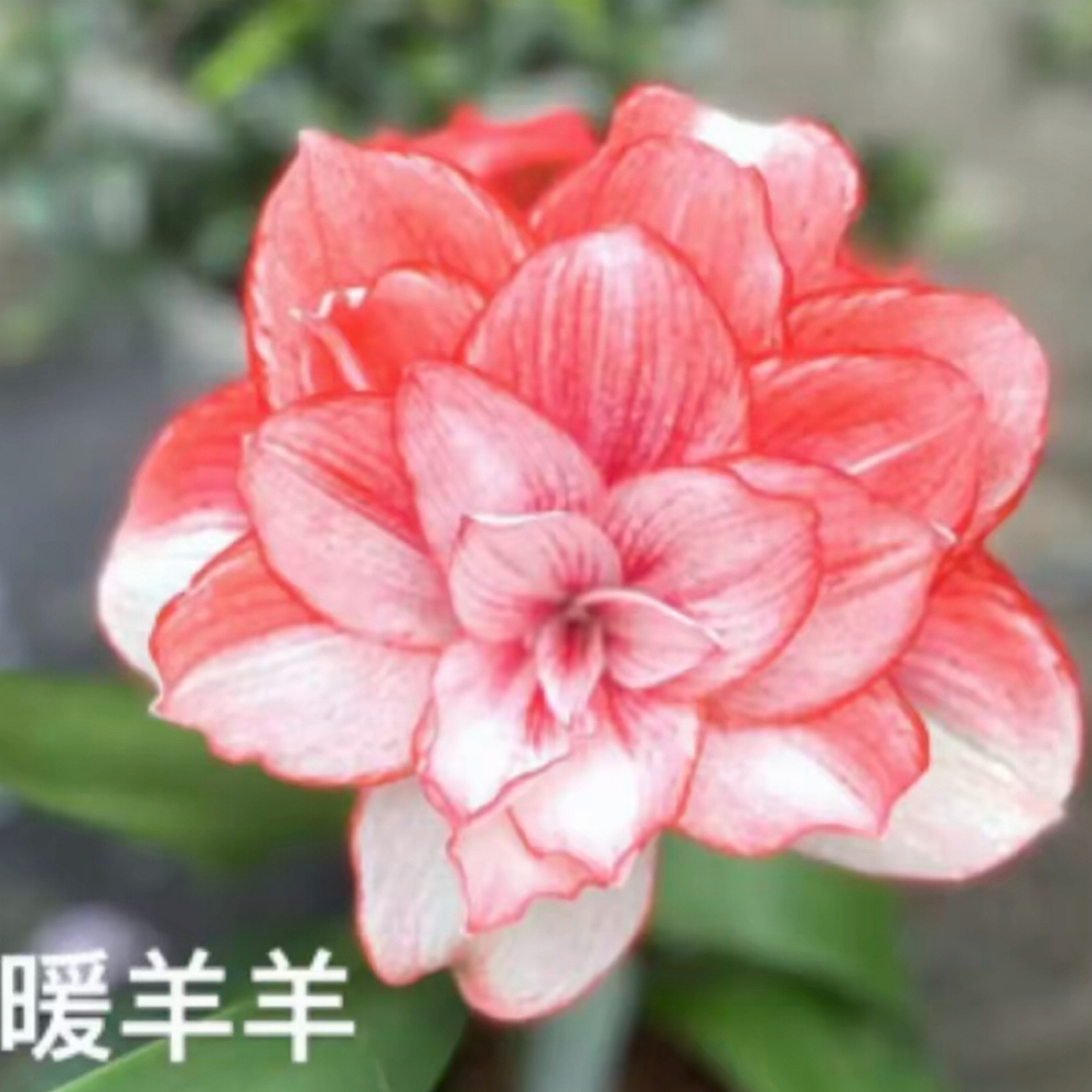 朱顶红种球 【暖洋洋3.5-4厘米左右 1粒】