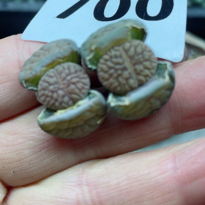 700母本线富贵2颗