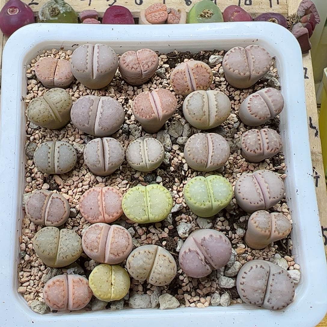 带盆发彩拼饼干……………………