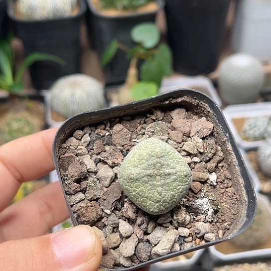 无花朵四方凝蹄玉实生2.7cm