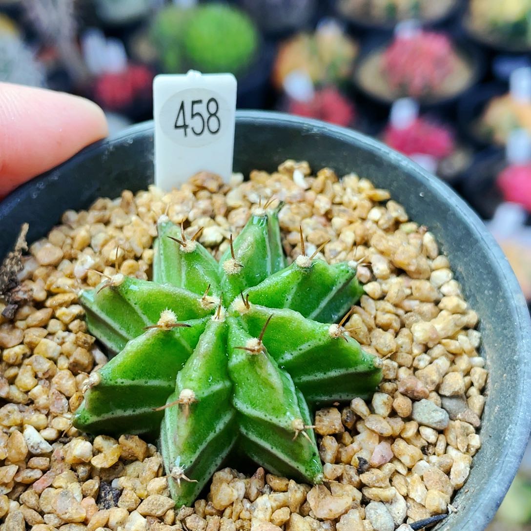 非偏远地区满25包邮发货仙人球