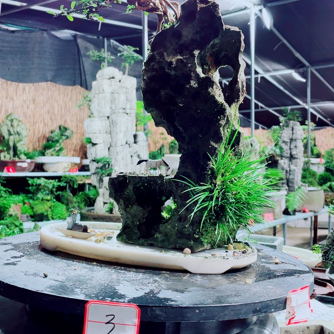 品***花无花朵我们也可以做个普通老百姓
