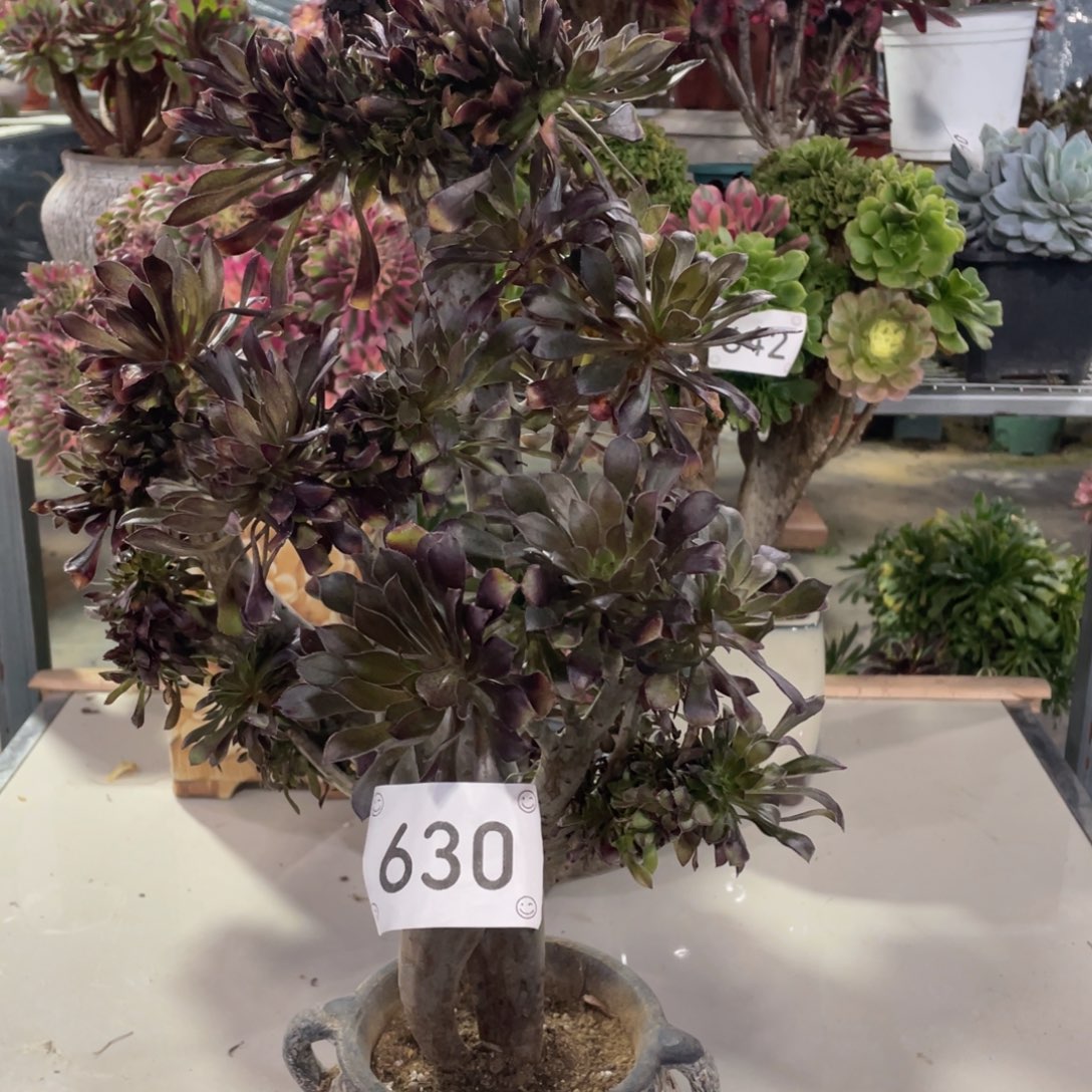 630灰法缀        多肉      