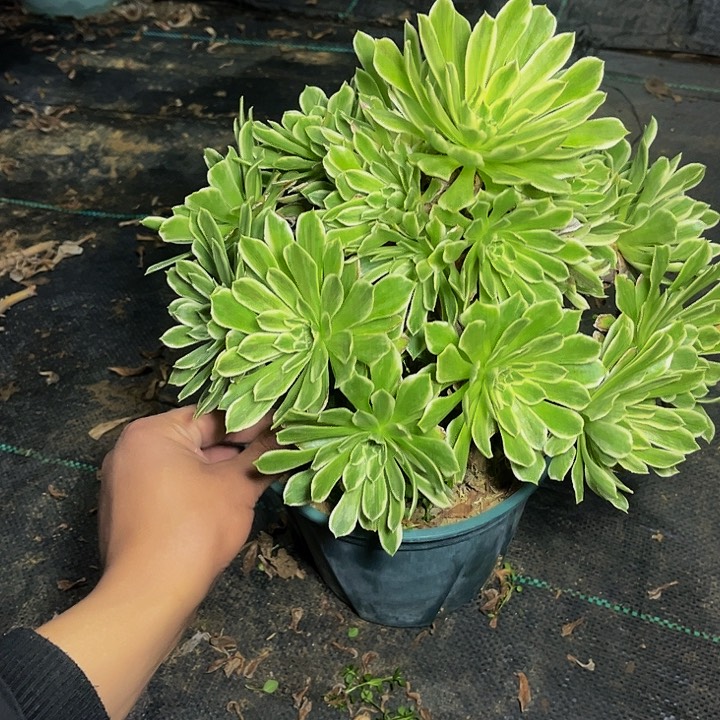 碧浪碧浪碧浪008