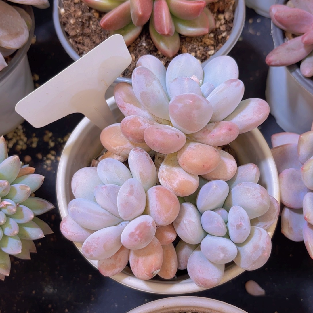 云南金致家精品炖肉