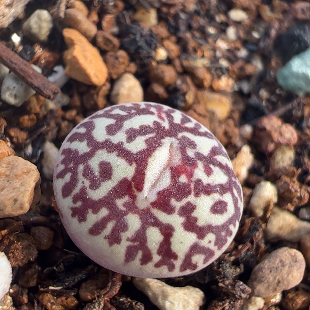 粗纹紫墨多肉植物百科