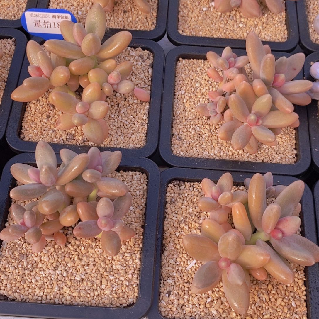 量拍18号 精品母本糖果美人群一个