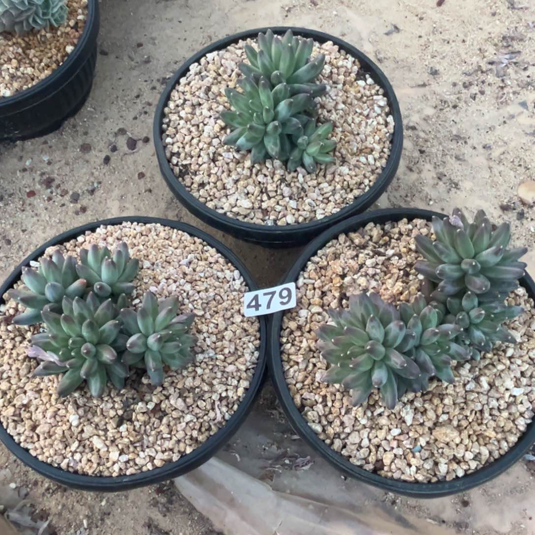 王*岁伊卡鲁斯多肉植物三颗479