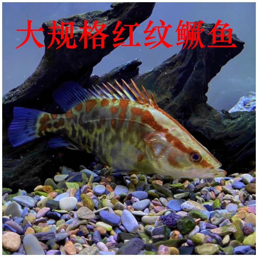 饲料鳜鱼可吃饲料小鱼小虾小泥鳅
