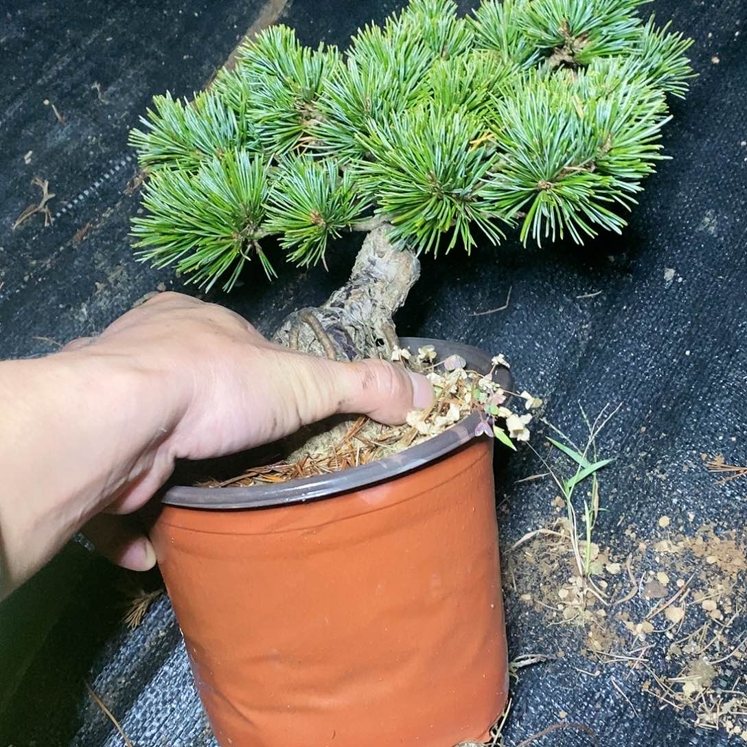 【闪购商品】无花朵大*子