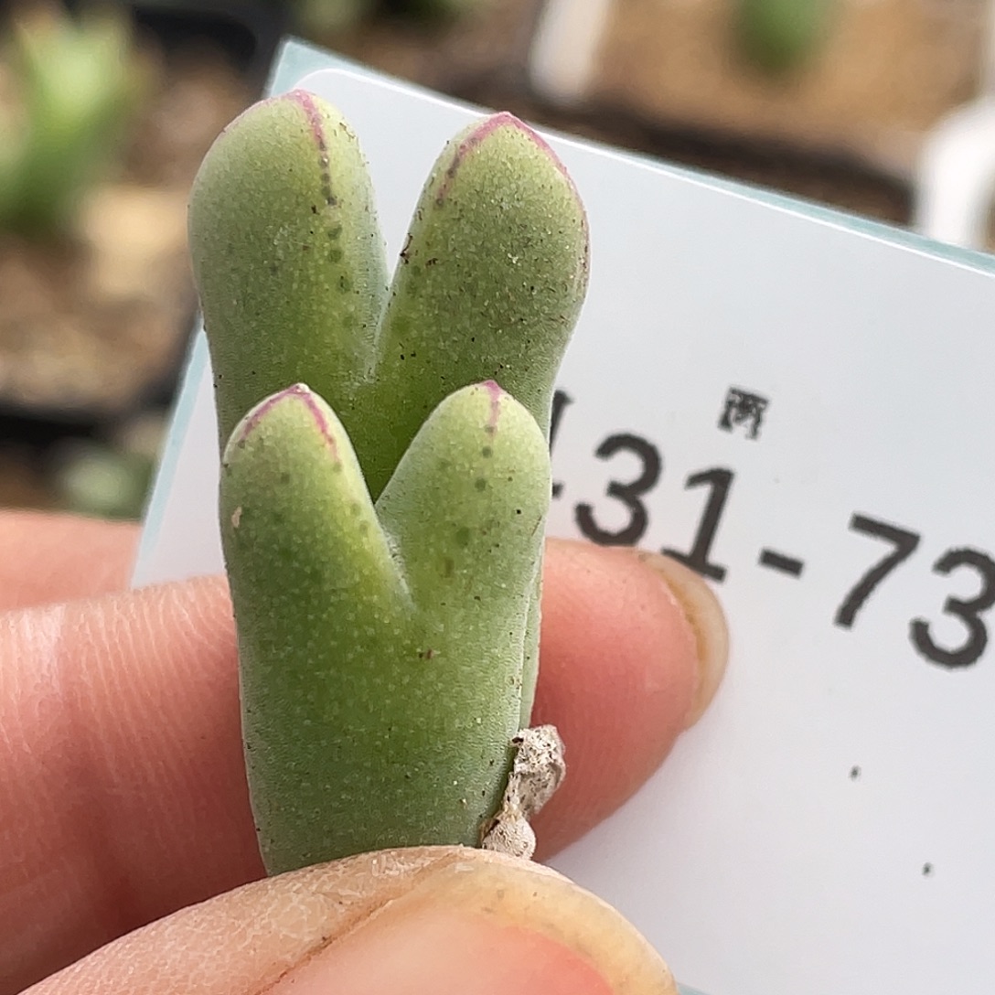 31-73猪蹄多肉植物