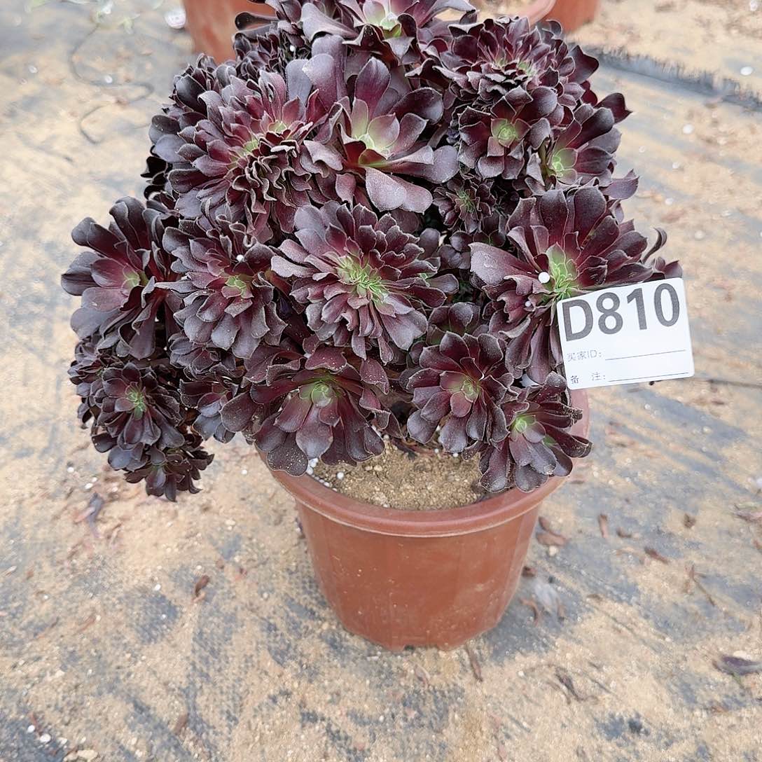 810欧紫朵朵有伤一颗呀呀