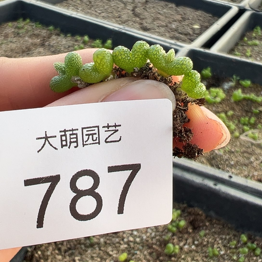 0000787量拍妖奇玉5颗