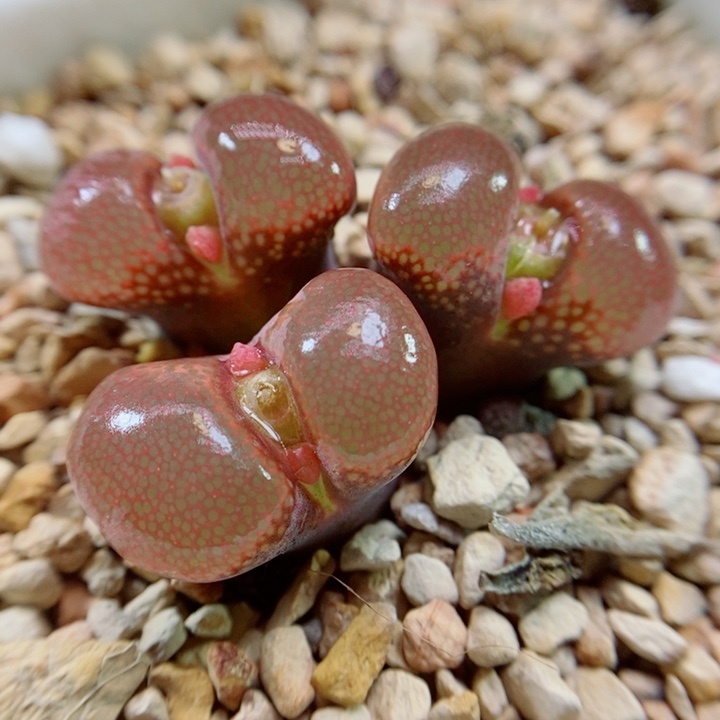 生石花花花花花花花181个服务