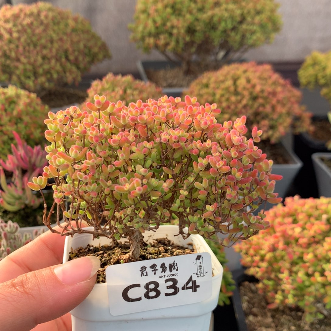 834蜜橘糖球              