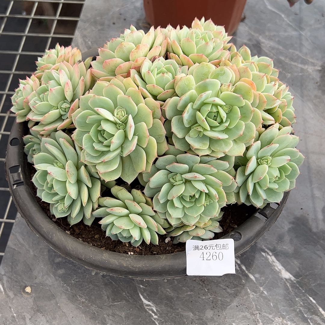 慕***兄4260静月多肉植物