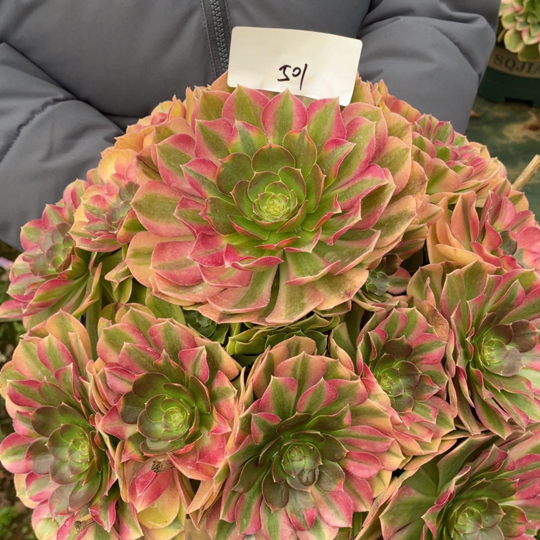 老五多肉501111111111