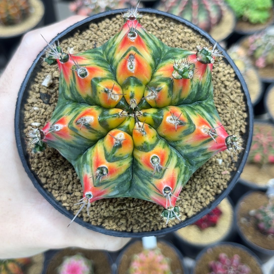 t3———————大母本——-