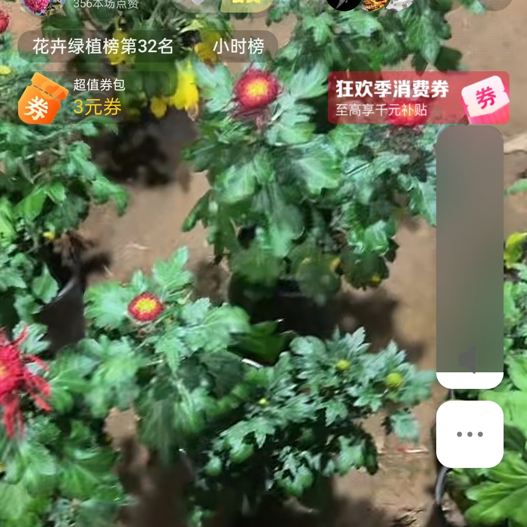 福艾万家母本15，8处理断指掉包不售后菊花可盆栽地栽