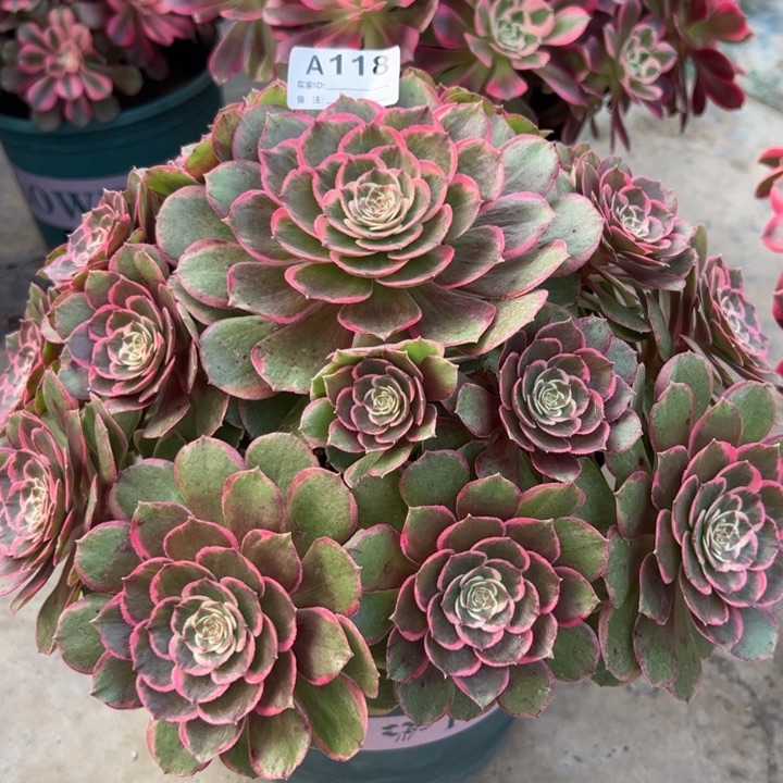 118粉花妖30厘米左右