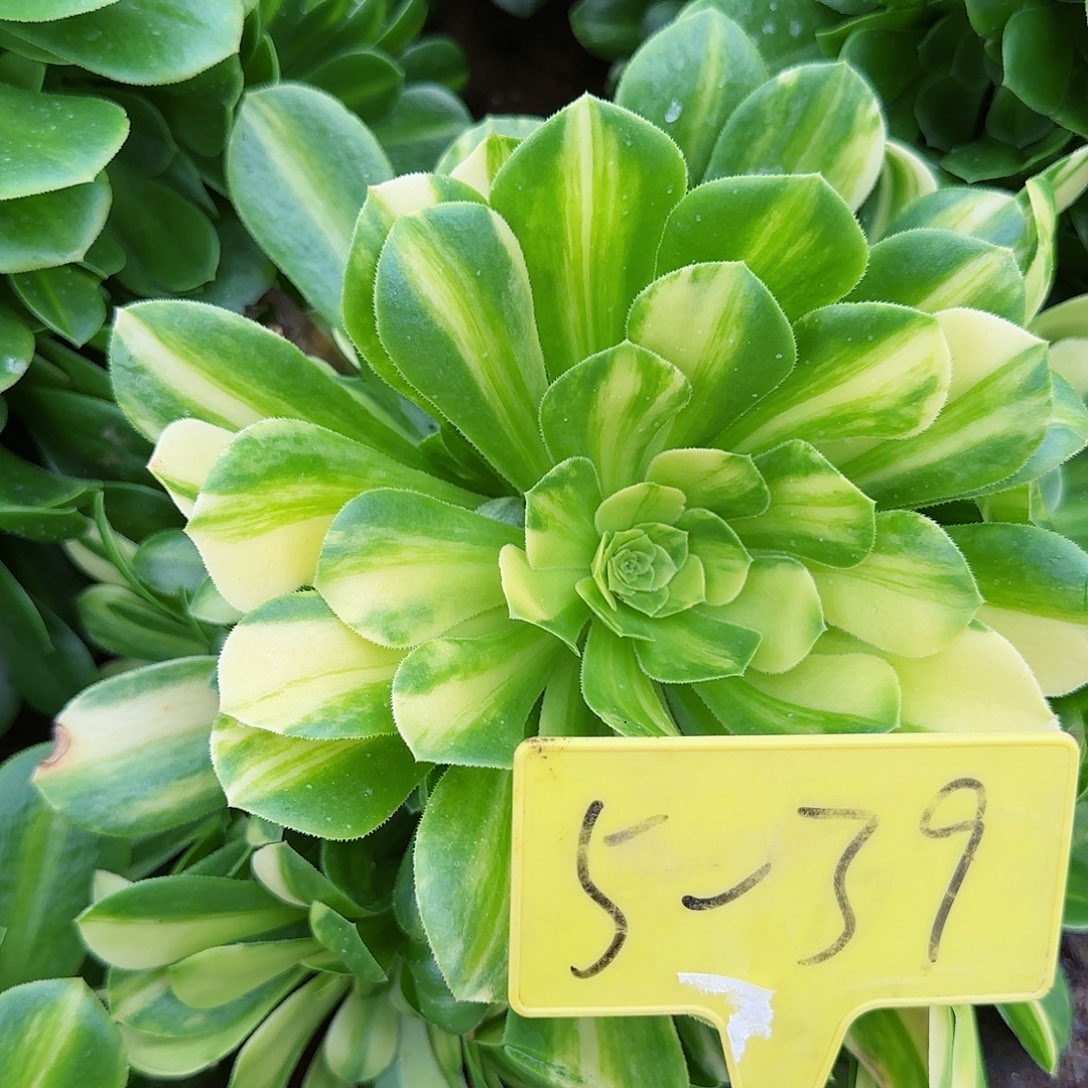 5-39 多头多肉植物