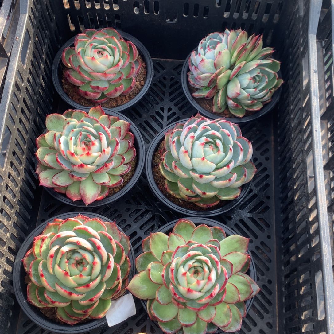 ღ***࿐2287号多肉植物惊鸿6颗