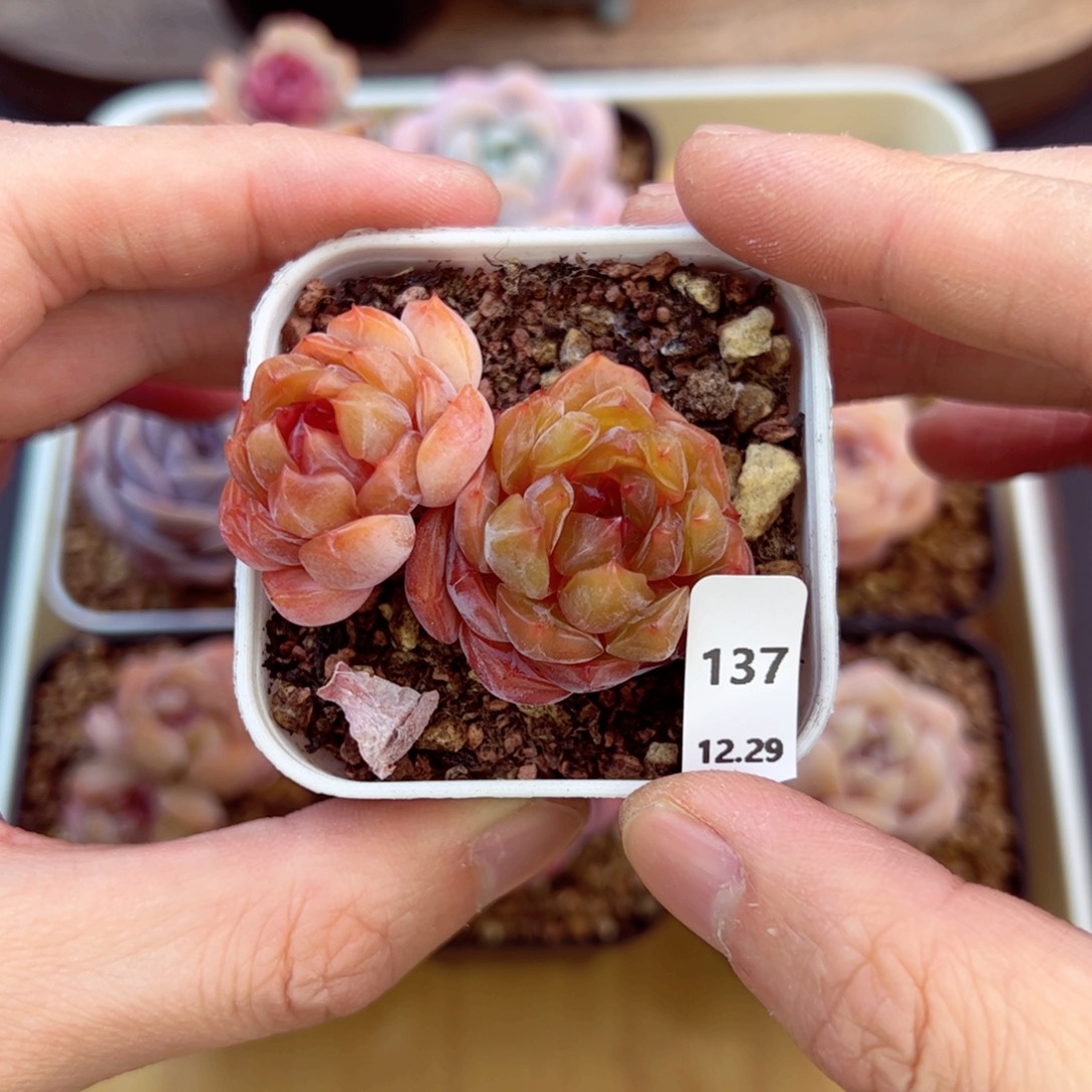 好好看137、哈哈哈哈