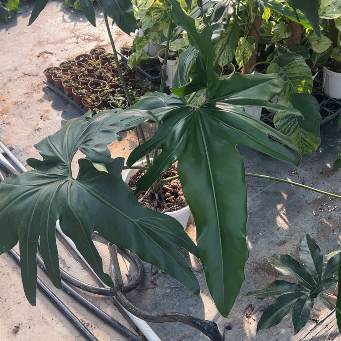 完全开放巨大鹰嘴蔓绿绒