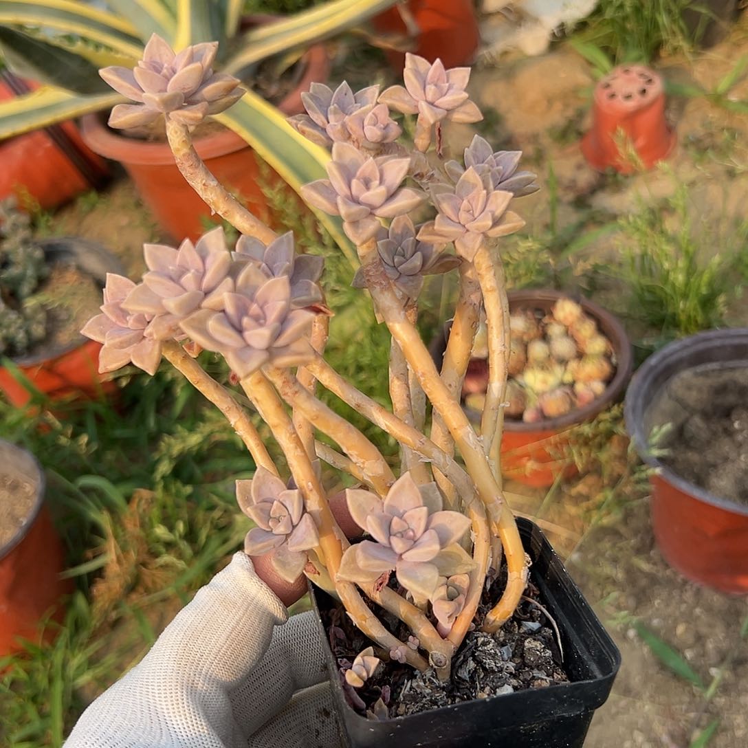 多肉植物阿伦佩群