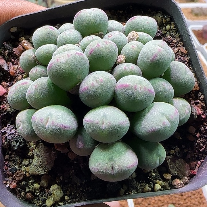 开播福利来啦。 886