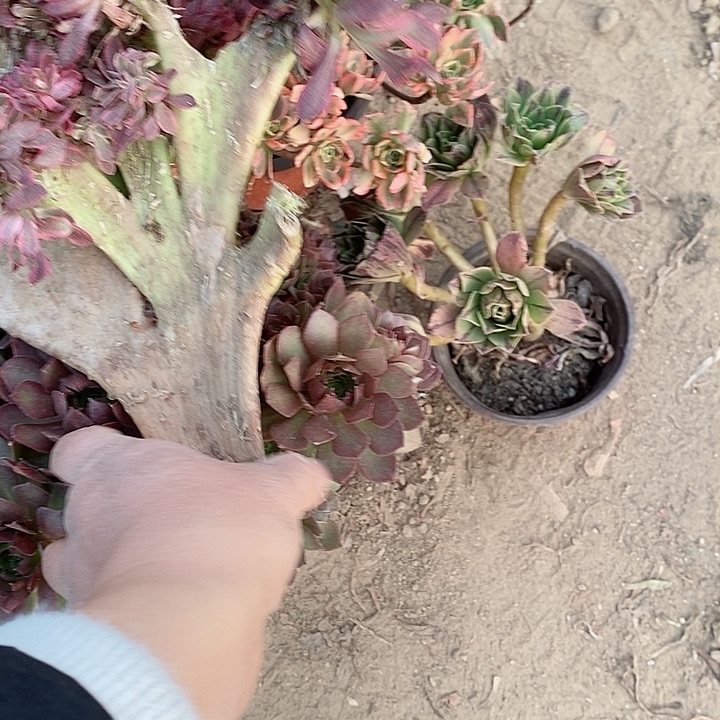 买4颗50块钱上海拍的2号车