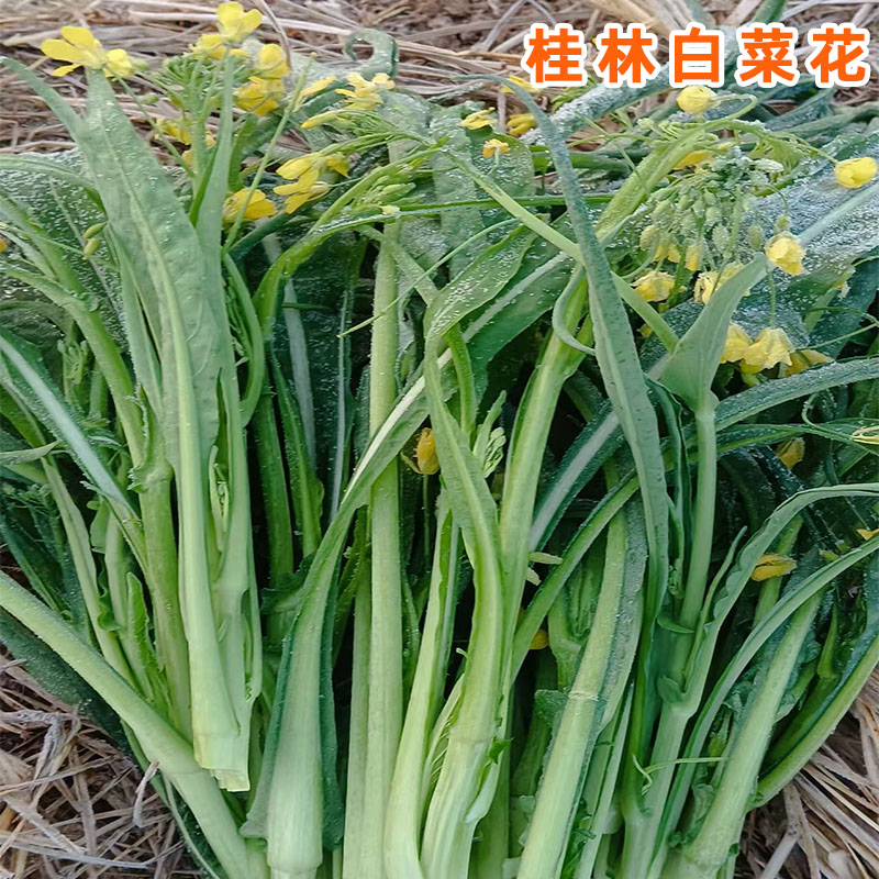 残疾妈妈创业桂林本地菜花农家菜自种新鲜蔬菜心清甜现摘发货应季