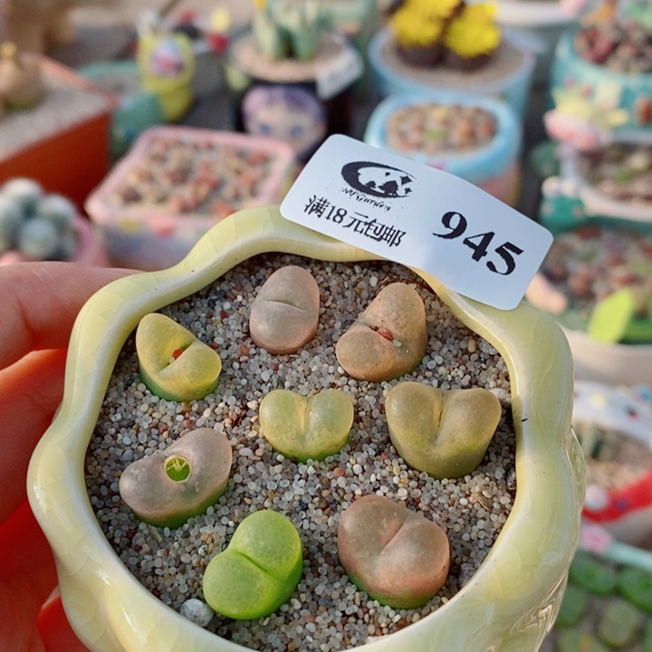 生石花花花花开了945