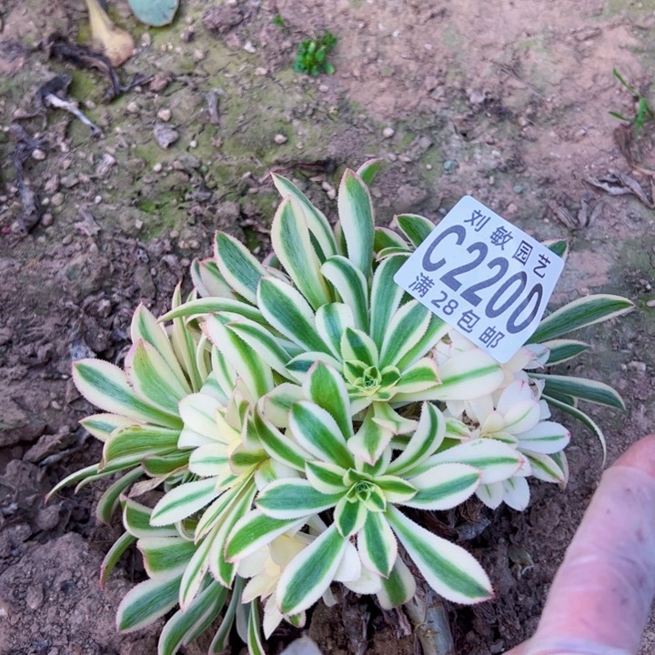 2200多肉植物法师法师法师