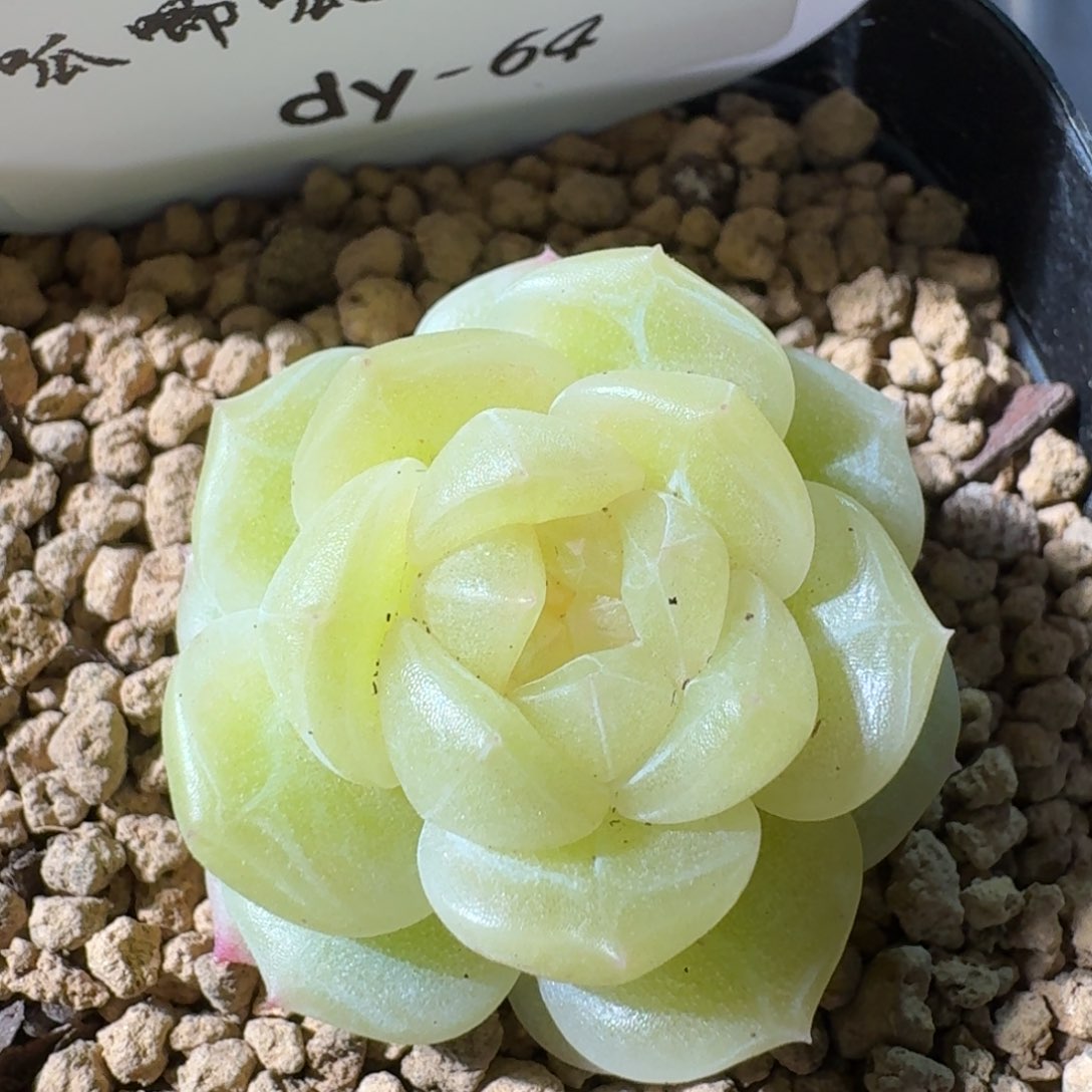 0125-064-玉露珍妮